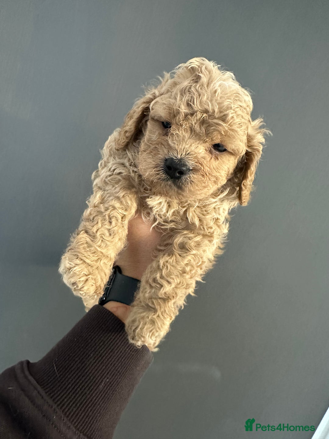 Cavapoo dogs for sale: Amazing quality litter of F1B Cavapoos  - Advert 17