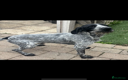German Wirehaired Pointer dogs for sale: 3 German wiredhead pointers  - Image 2