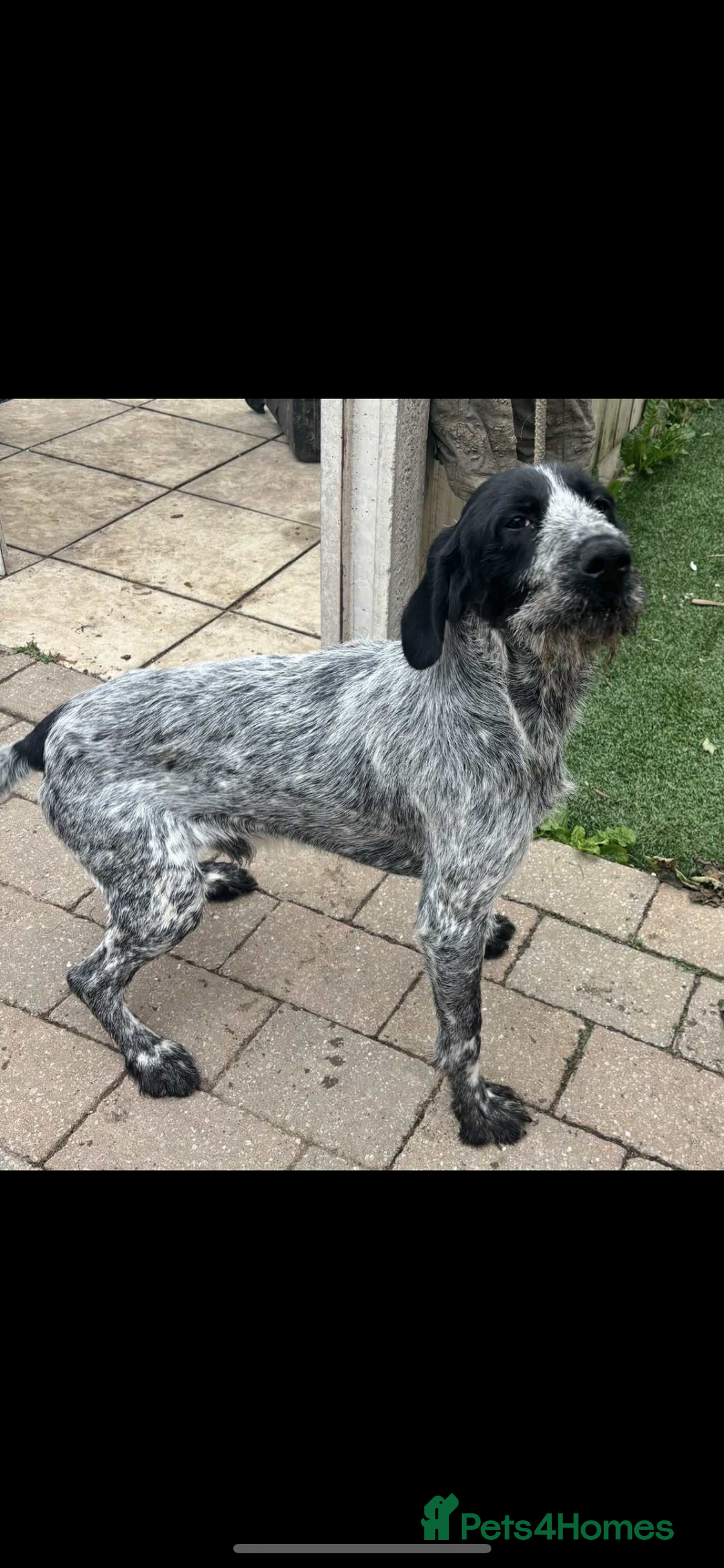 German Wirehaired Pointer dogs for sale: 3 German wiredhead pointers  - Image 2