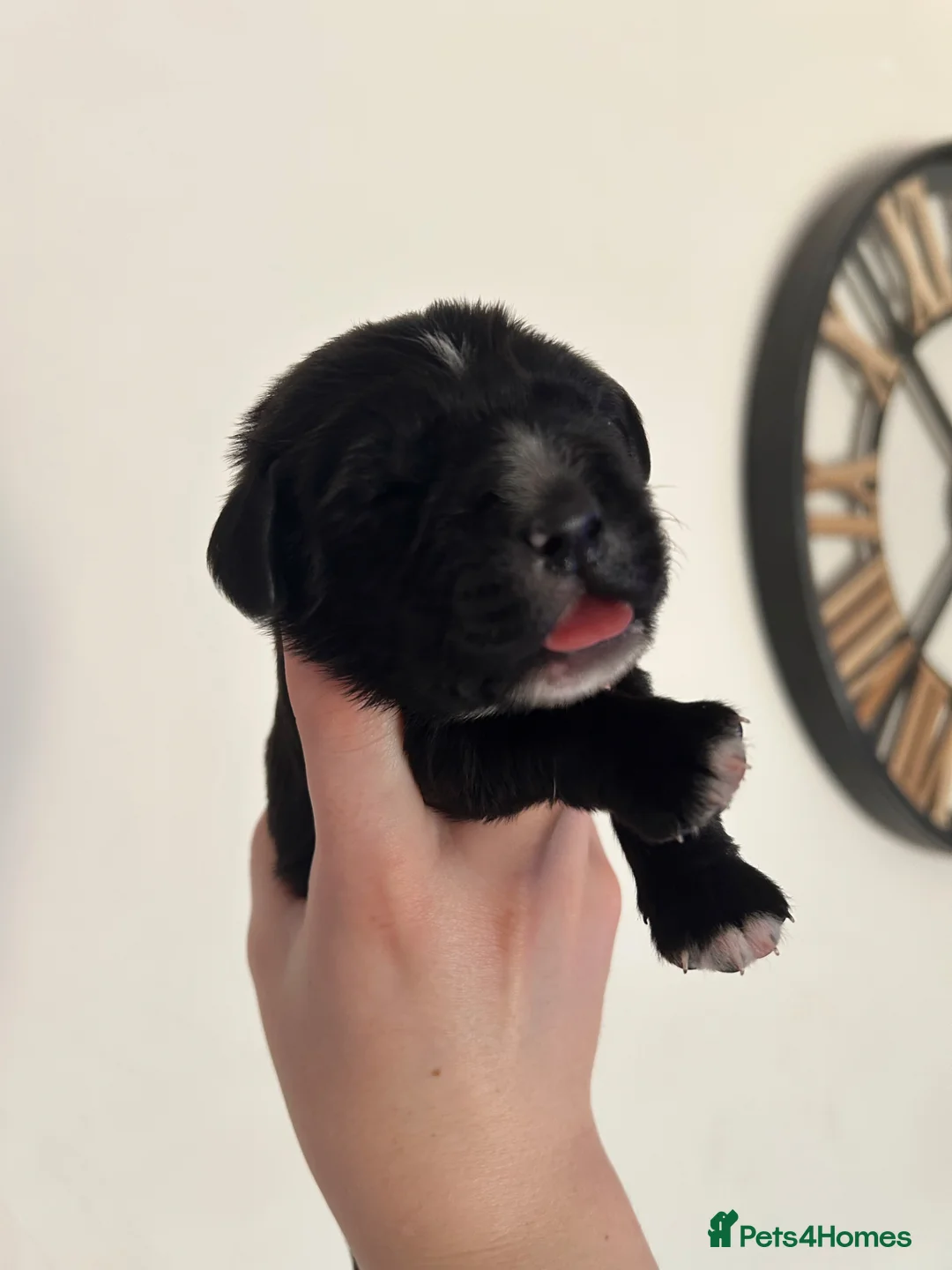 Mixed Breed dogs for sale: 12 puppies ready for their new homes in 7 weeks  in Norwich - Advert 1