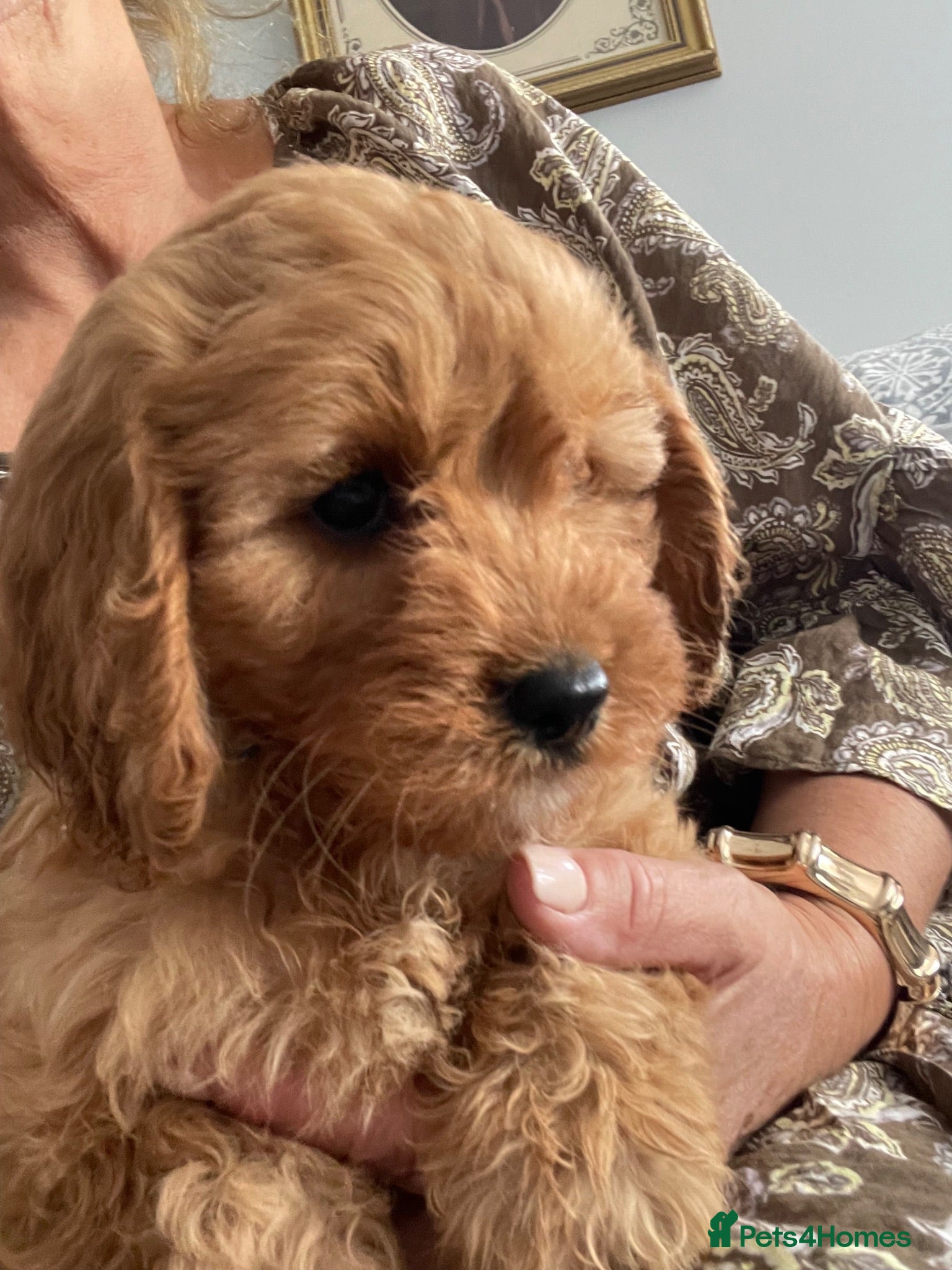 Cavapoo dogs 🐩🐶🐾FULLY HEALTH CLEAR F1 CAVAPOO🐾🐶🐩  - Advert 6