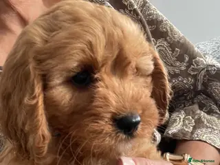 Cavapoo dogs 🐩🐶🐾FULLY HEALTH CLEAR F1 CAVAPOO🐾🐶🐩 - Advert 6