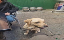 Labrador Retriever dogs for sale: Quinn - Image 10