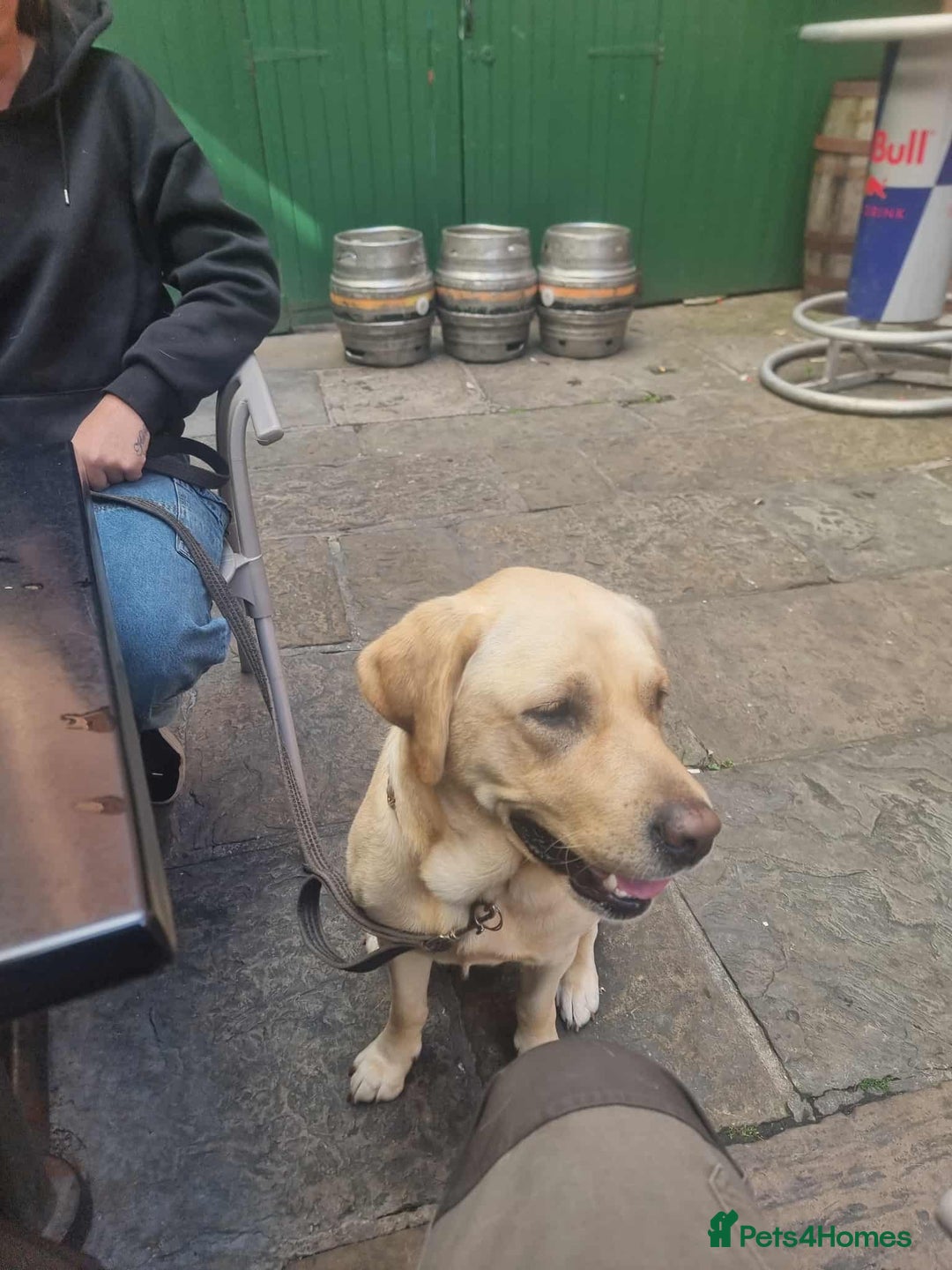 Labrador Retriever dogs for sale: Quinn - Image 10