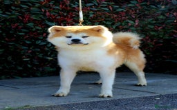 Japanese Akita Inu dogs for sale: Stunning Japanese Akita Inu - Image 2