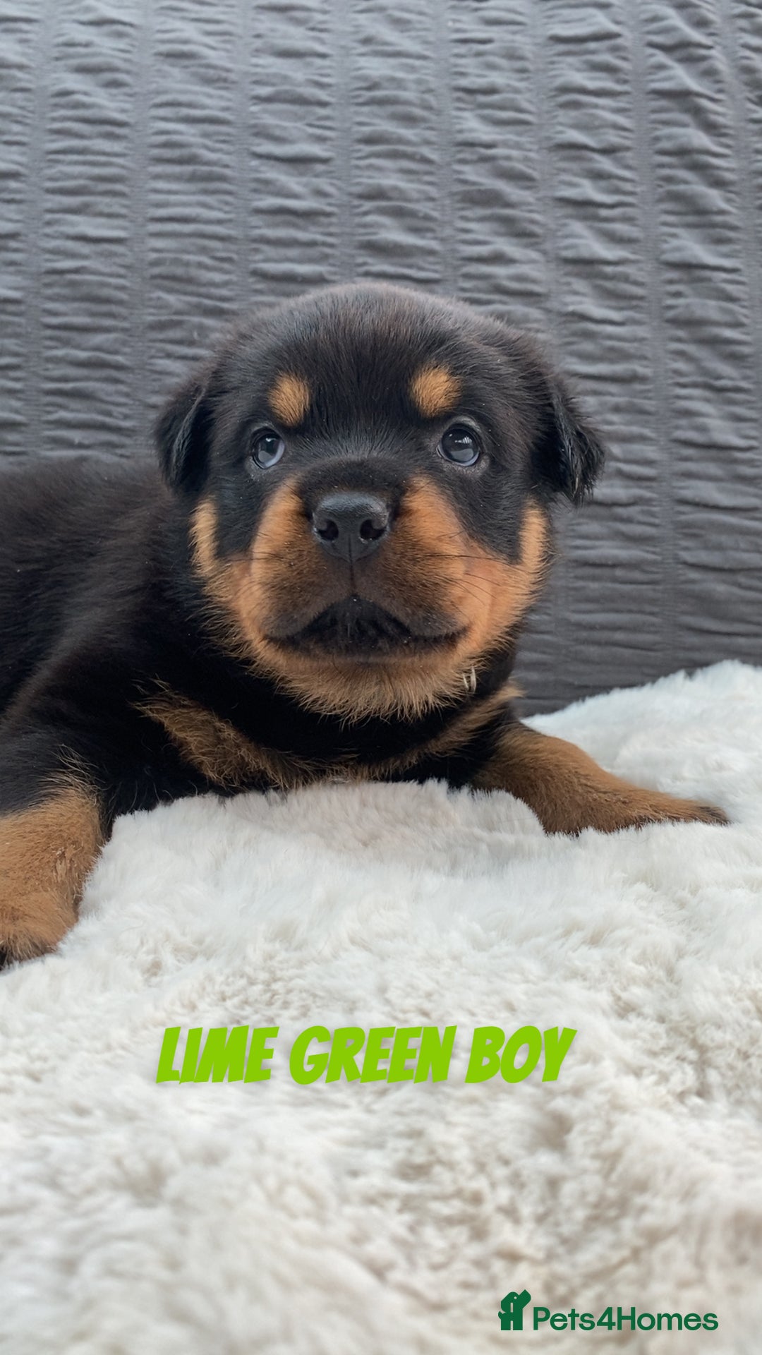 Rottweiler dogs for sale: Beautiful KC Rottweiler puppies - Image 22