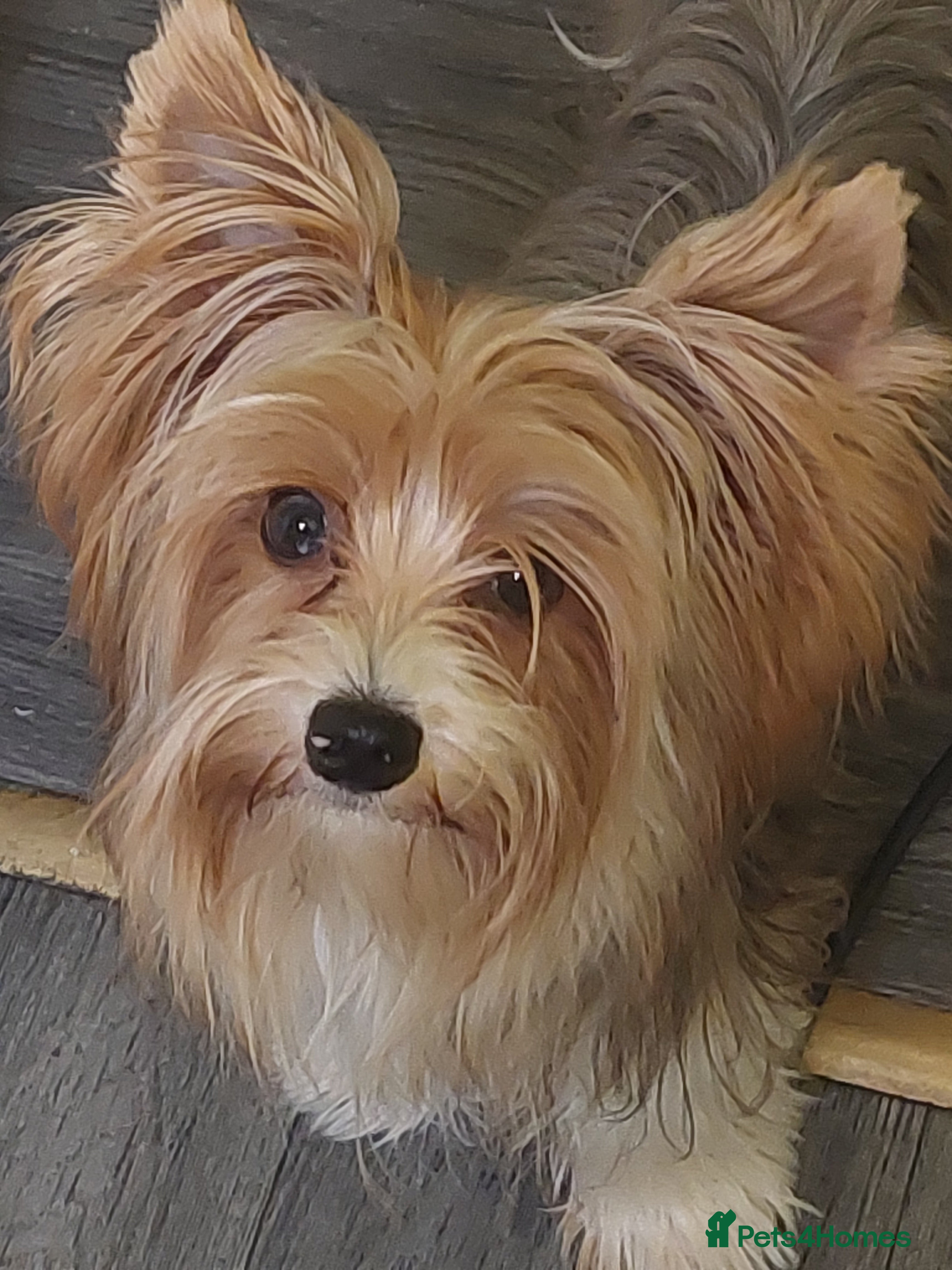 Yorkshire Terrier dogs beautiful blueberry yorkshire terrier in Eastleigh - Advert 5