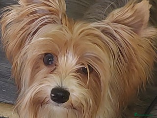 Yorkshire Terrier dogs in Eastleigh - Advert 40