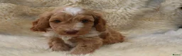 Cockapoo dogs for sale: FI CHAMPAGNE AND WHITE  MALE FROM 5* BREEDER - Advert 4