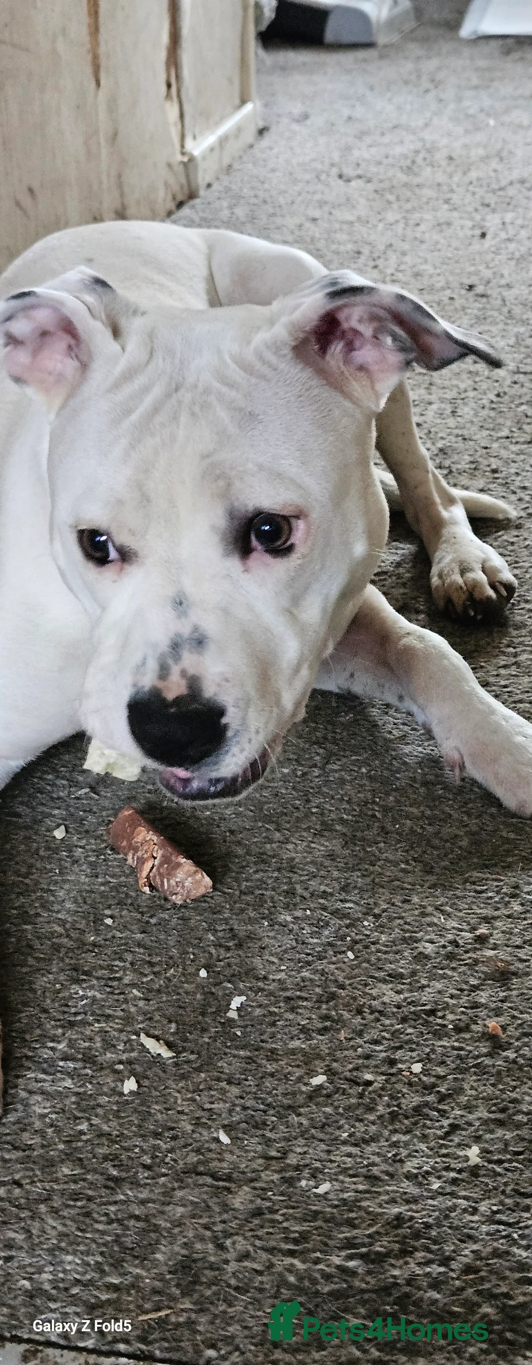 Mixed Breed dogs for sale: Angel - Advert 6