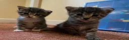 Mixed Breed cats for sale: Quater bengal and the rest tabby  - Advert 8