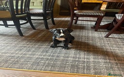 Mixed Breed dogs for sale: Staff X Cane Corso Pup - Image 4