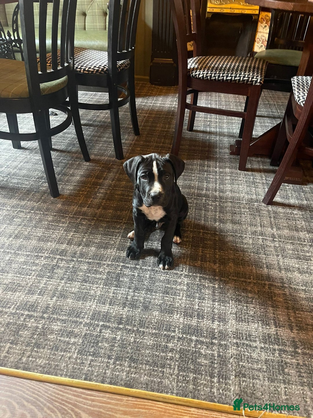 Mixed Breed dogs for sale: Staff X Cane Corso Pup - Image 4