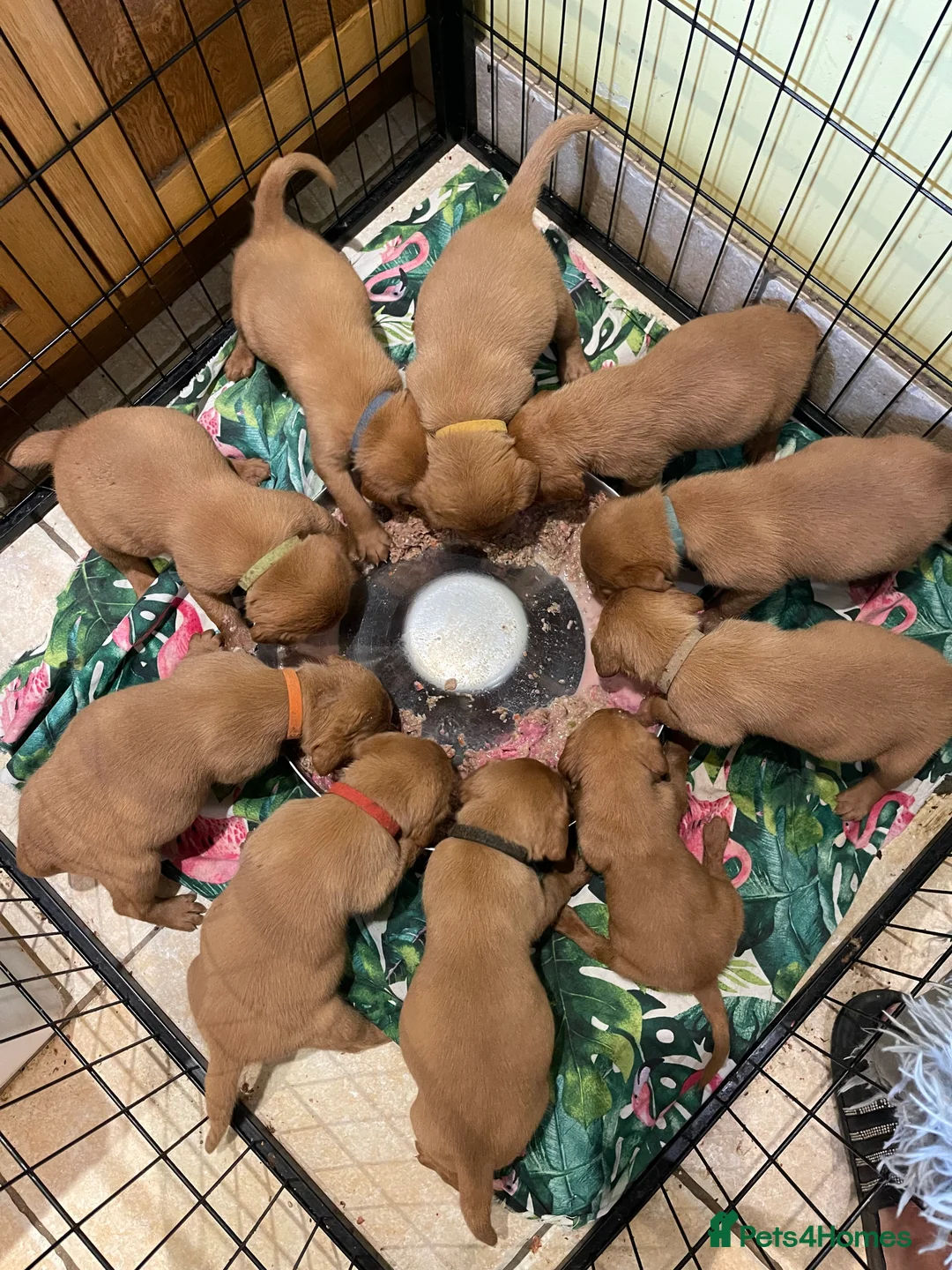 Labrador Retriever dogs for sale: Exceptional Quality KC Fox Red Labrador puppies - Advert 10