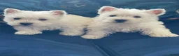 West Highland Terrier dogs for sale: Royal kennel club registered west highland white  - Advert 20