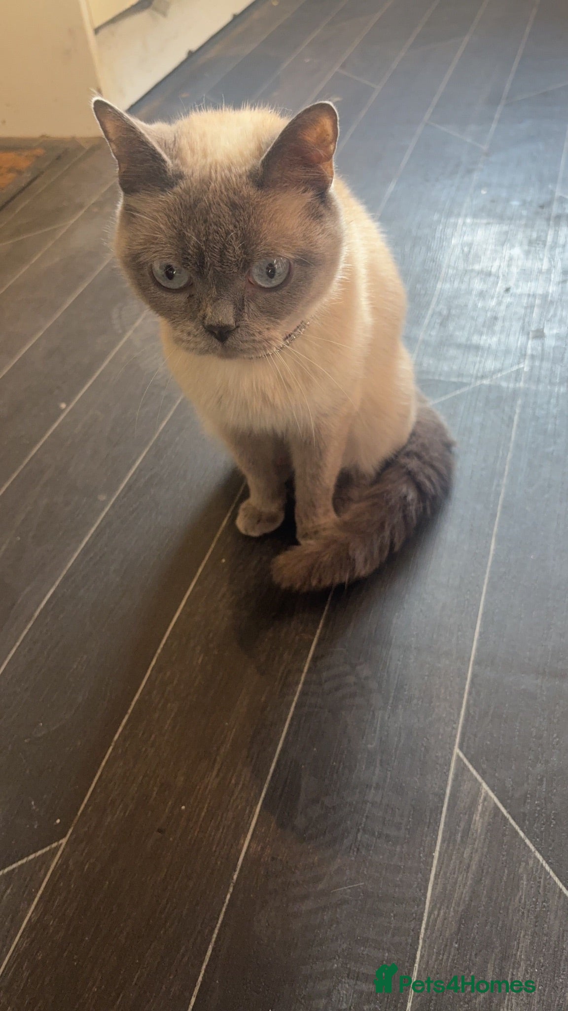 British Shorthair cats British shorthair  - Advert 1