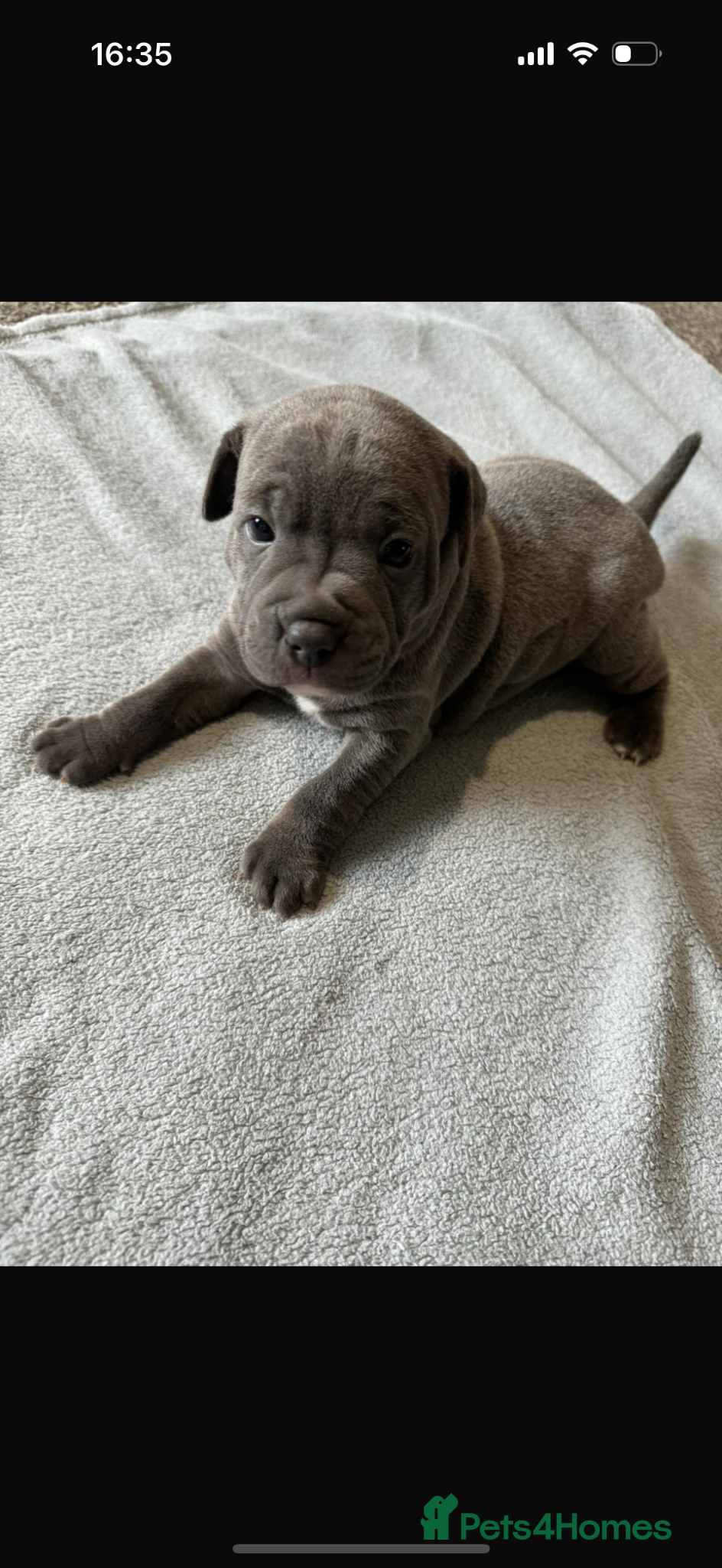 Staffordshire Bull Terrier dogs Blue Staffordshire puppies  - Advert 1