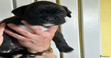 Boxer dogs - Advert 6