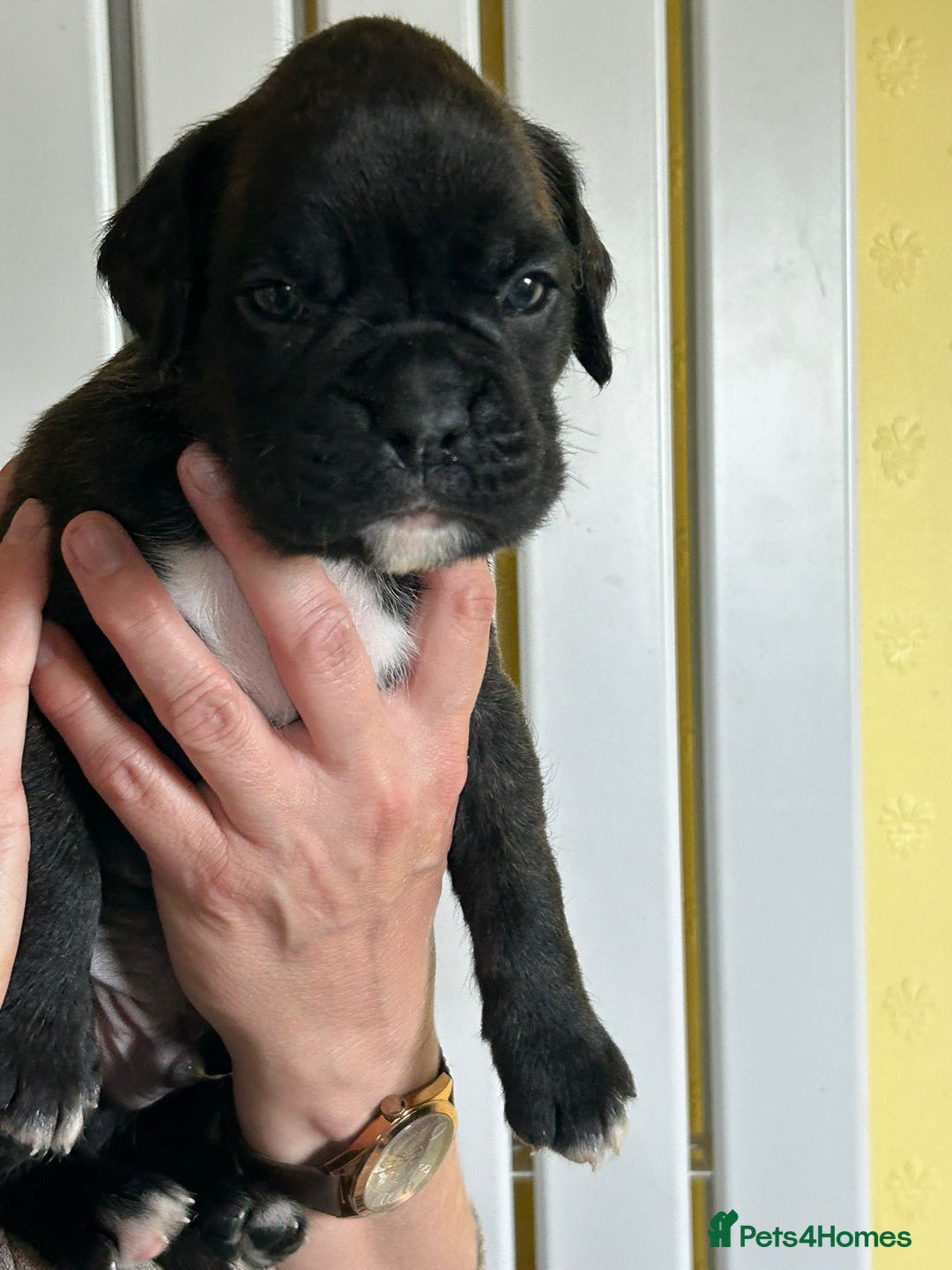 Boxer dogs for sale: Top Quality Boxer Puppies - Image 3