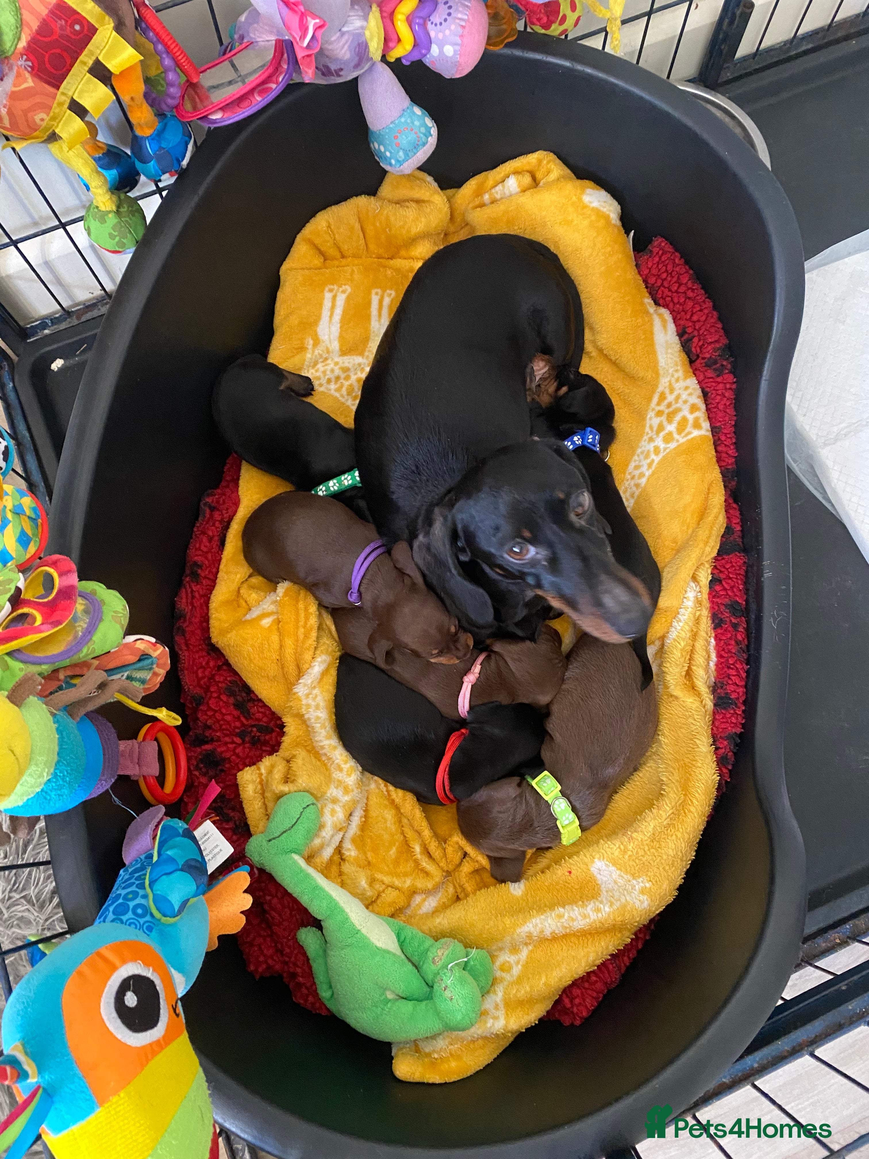 Miniature Dachshund dogs KENNEL CLUB REG - Advert 7