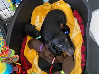 Miniature Dachshund dogs KENNEL CLUB REG - Advert 3