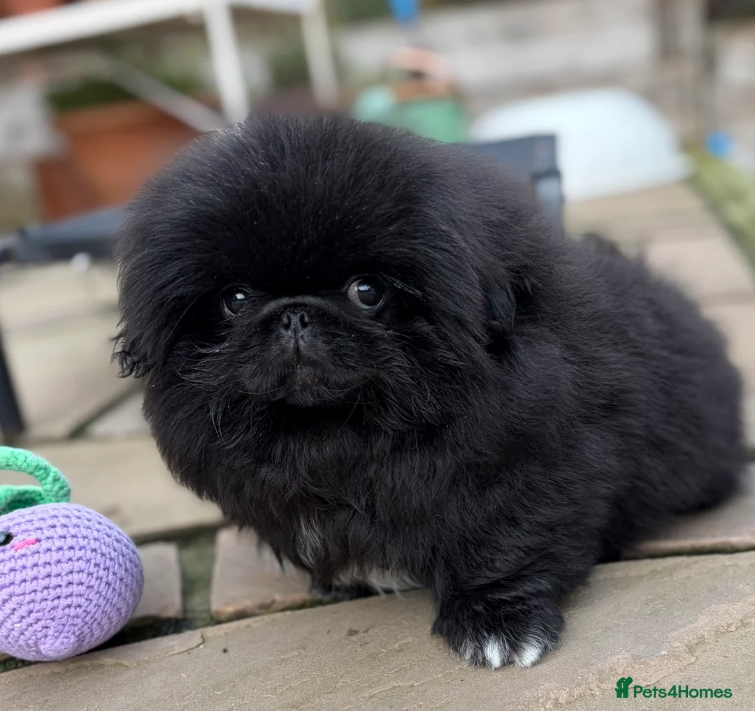 Pekingese dogs for sale: Biggiwigs Pekingese availability Last two boy pups - Advert 4
