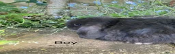 Mini Lop rabbits for sale: Gorgeous Mini Lops - Advert 12
