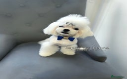 Maltese dogs for stud: ✨Exquisite KC Full Korean Maltese Stud DNA Clear ✨ - Image 4