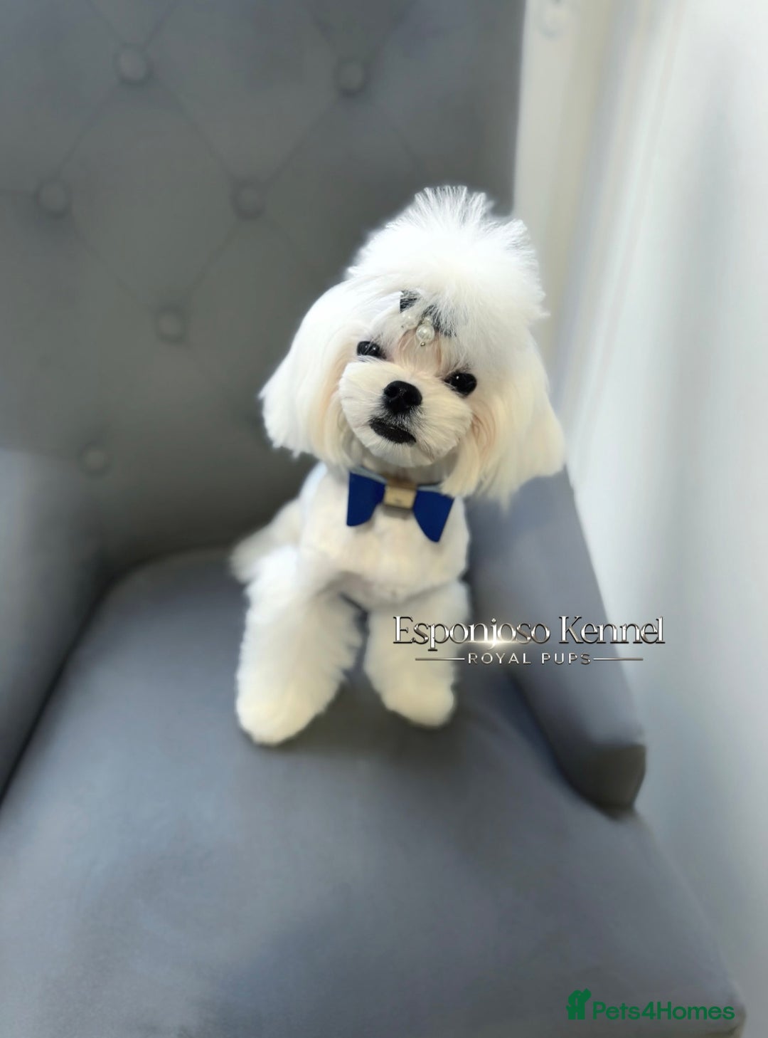 Maltese dogs for stud: ✨Exquisite KC Full Korean Maltese Stud DNA Clear ✨ - Image 4