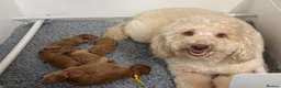 Mini Goldendoodle dogs for sale: Toy Cross Goldendoodle Puppies - Advert 11