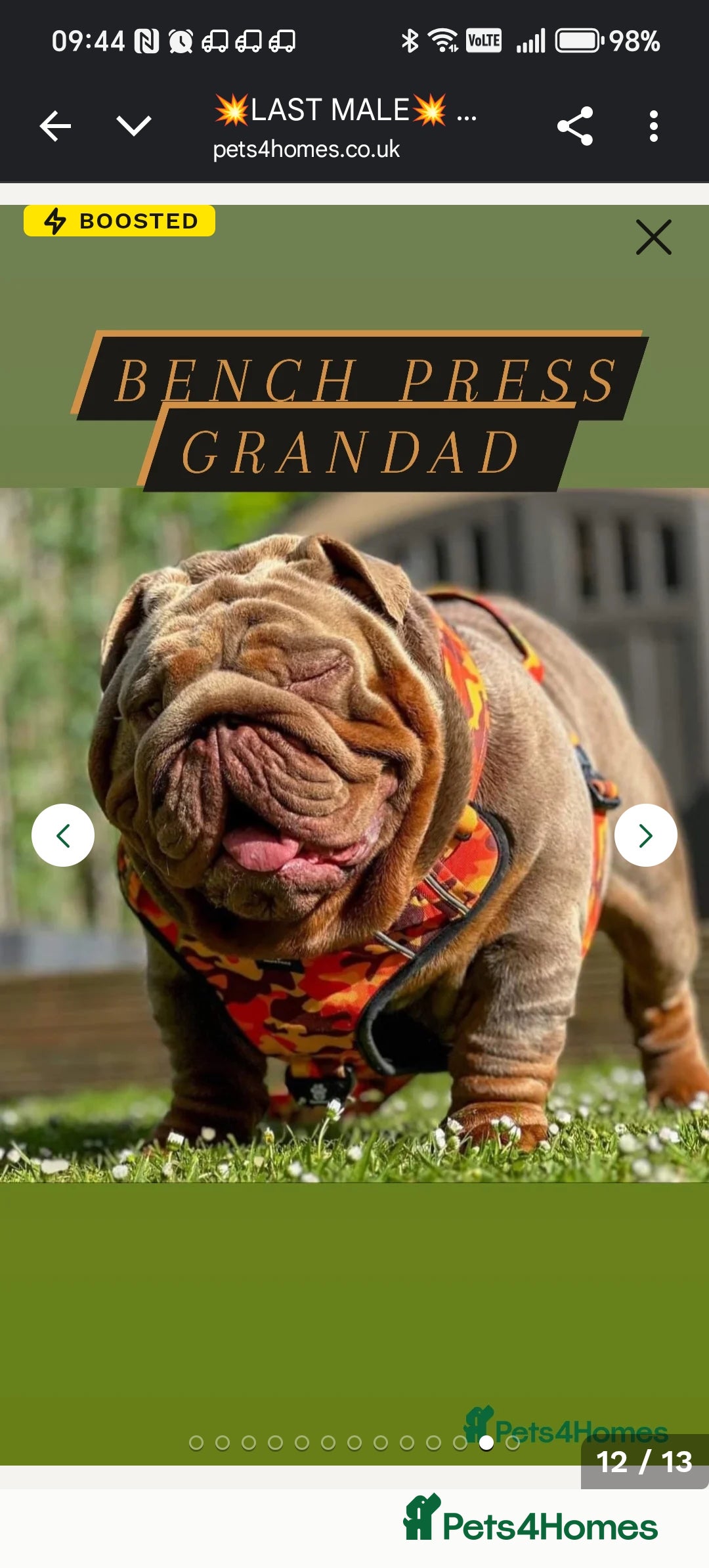 English Bulldog dogs for sale: 2 stunning males from the world famous Mr muscle  - Advert 37