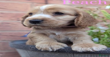 Cocker Spaniel dogs - Advert 4