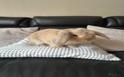 Dwarf Lop rabbits for sale: Dwarf lop for sale - Image 2