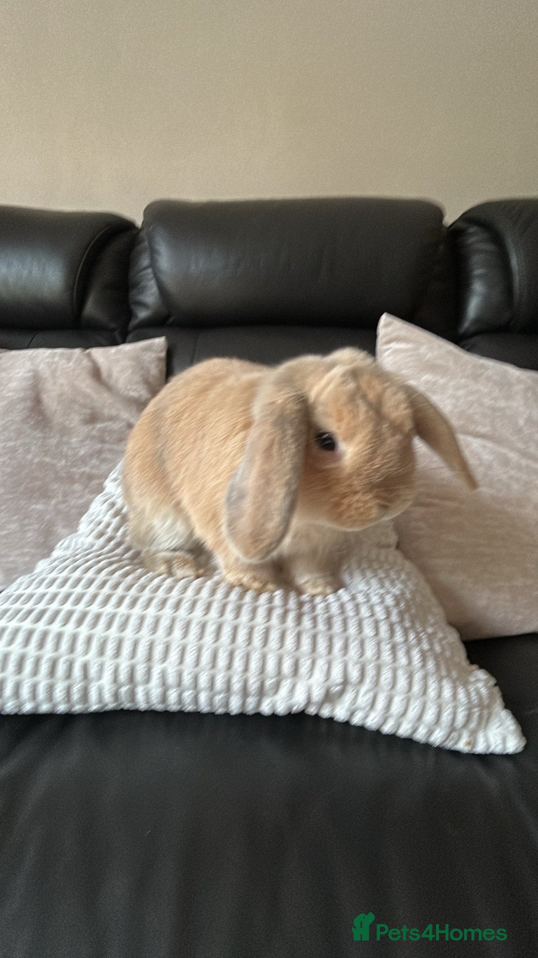 Dwarf Lop rabbits for sale: Dwarf lop for sale - Image 2