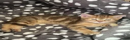 Mixed Breed cats for sale: Lilac x Tabby Kittens Bengal Style Female Pair - Advert 10