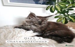 Maine Coon cats for sale: Stunning Black Smoke Registred Maine Coon Kittens - Image 29