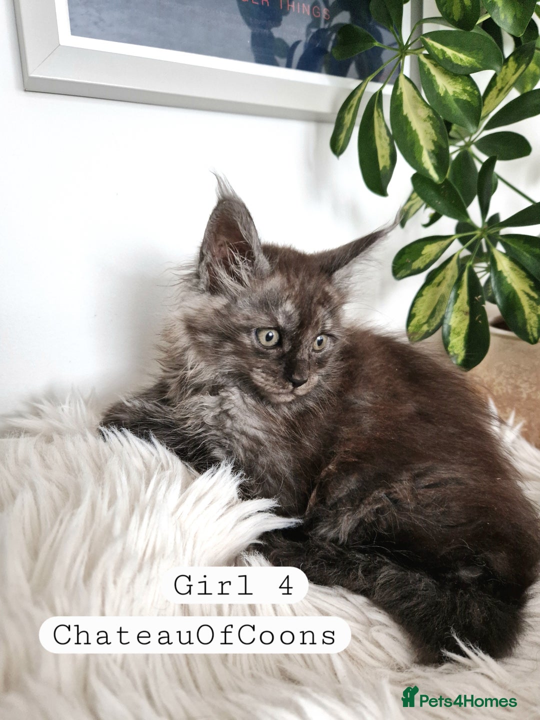 Maine Coon cats for sale: Stunning Black Smoke Registred Maine Coon Kittens - Image 29