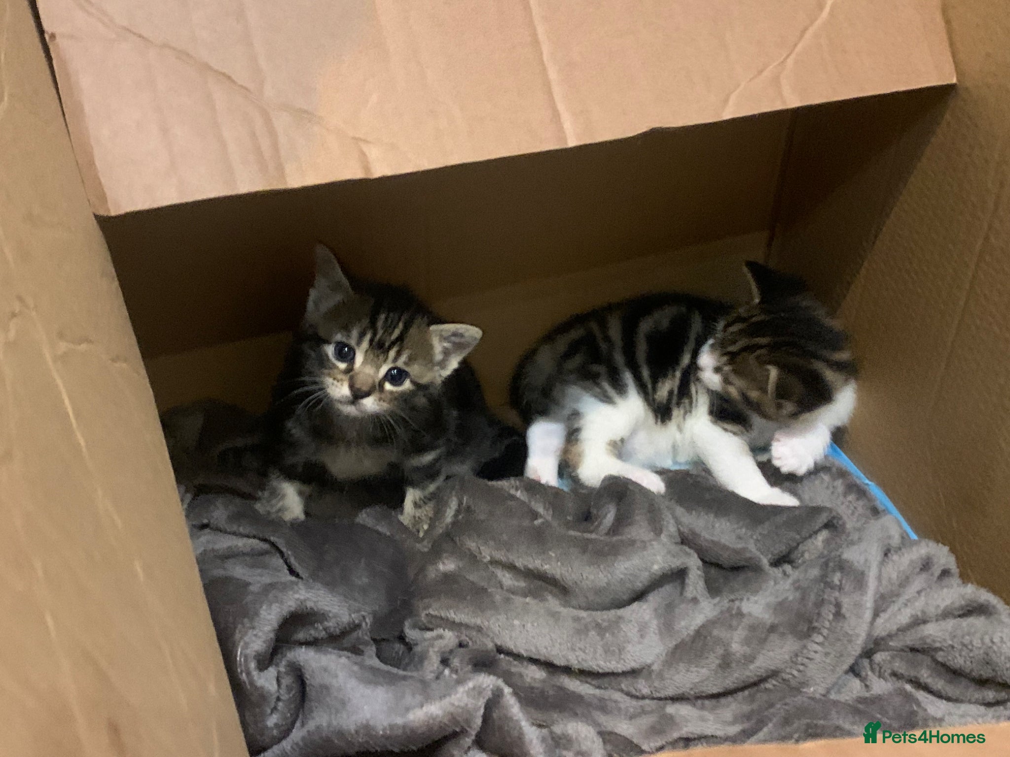 Mixed Breed cats for sale: Shorthair Tabby’s mixed breed in Solihull - Advert 13