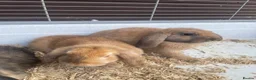 Mini Lop rabbits for sale: Beautiful Mini Lop Bunnies  - Advert 7