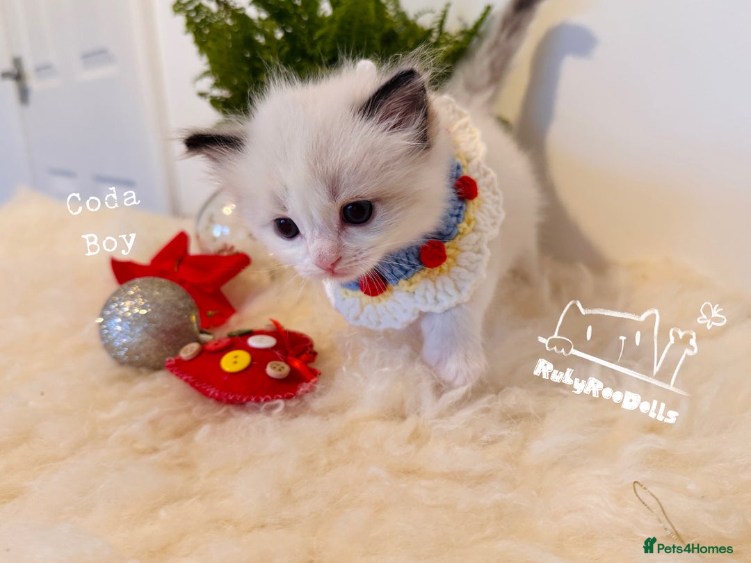 Ragdoll cats for sale: 🌟DNA Test🏆GCCF/TICA Championship Ragdoll Kitten - Advert 13