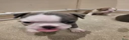 Boston Terrier dogs for sale: Health-Tested KC Registered Boston Terrier Puppies in Salford - Advert 5