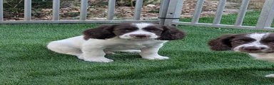 English Springer Spaniel 1