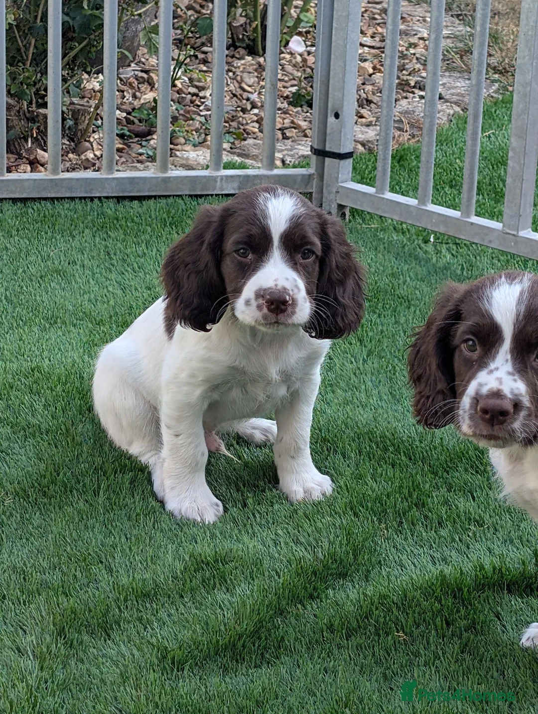 English Springer Spaniel dogs for sale: Boy Springer pup for sale  - Advert 2