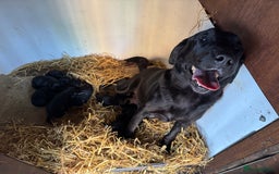 Labrador Retriever dogs for sale: Labrador puppies - Image 7