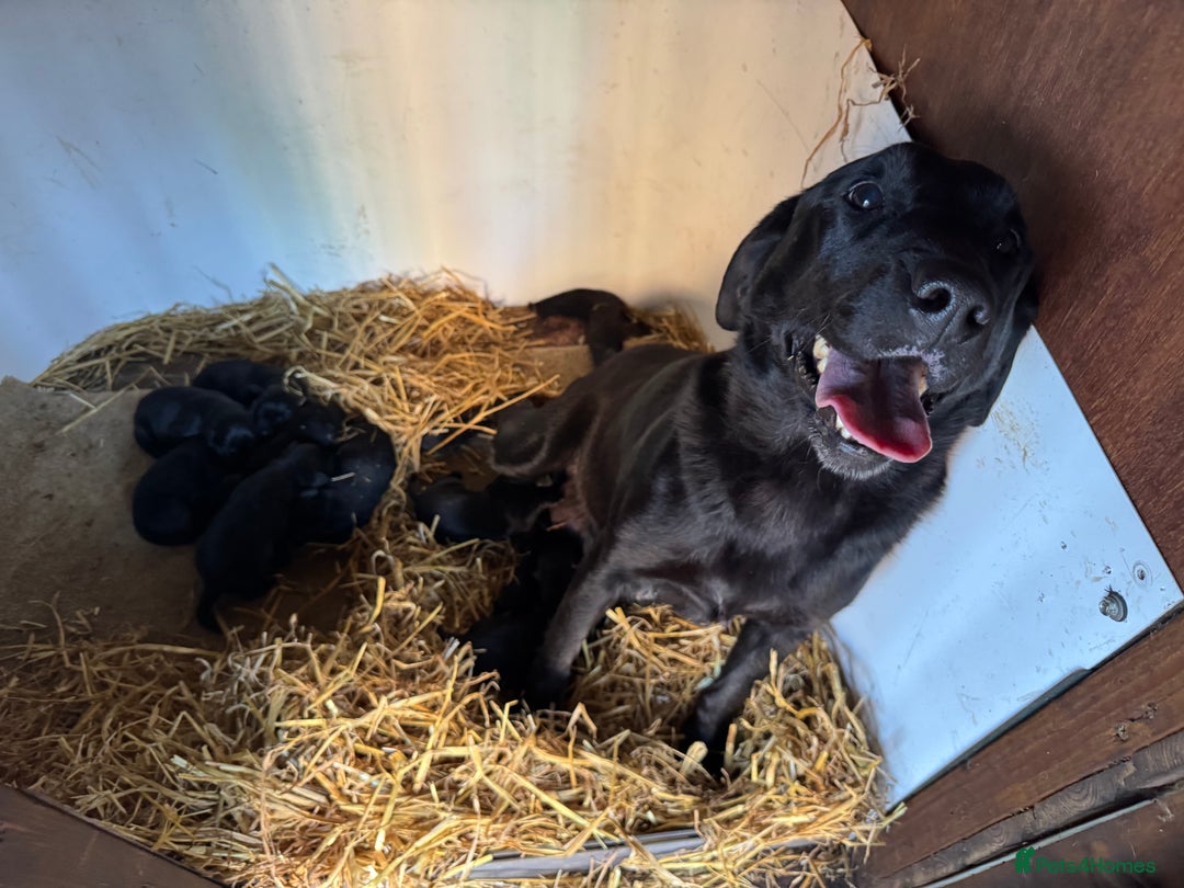 Labrador Retriever dogs for sale: Labrador puppies - Image 7