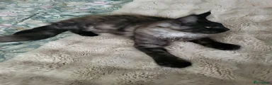Maine Coon 1