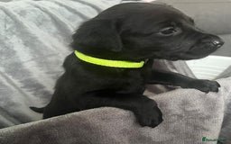 Labrador Retriever dogs for sale: Beautiful KC registered Labrador puppies - Image 27