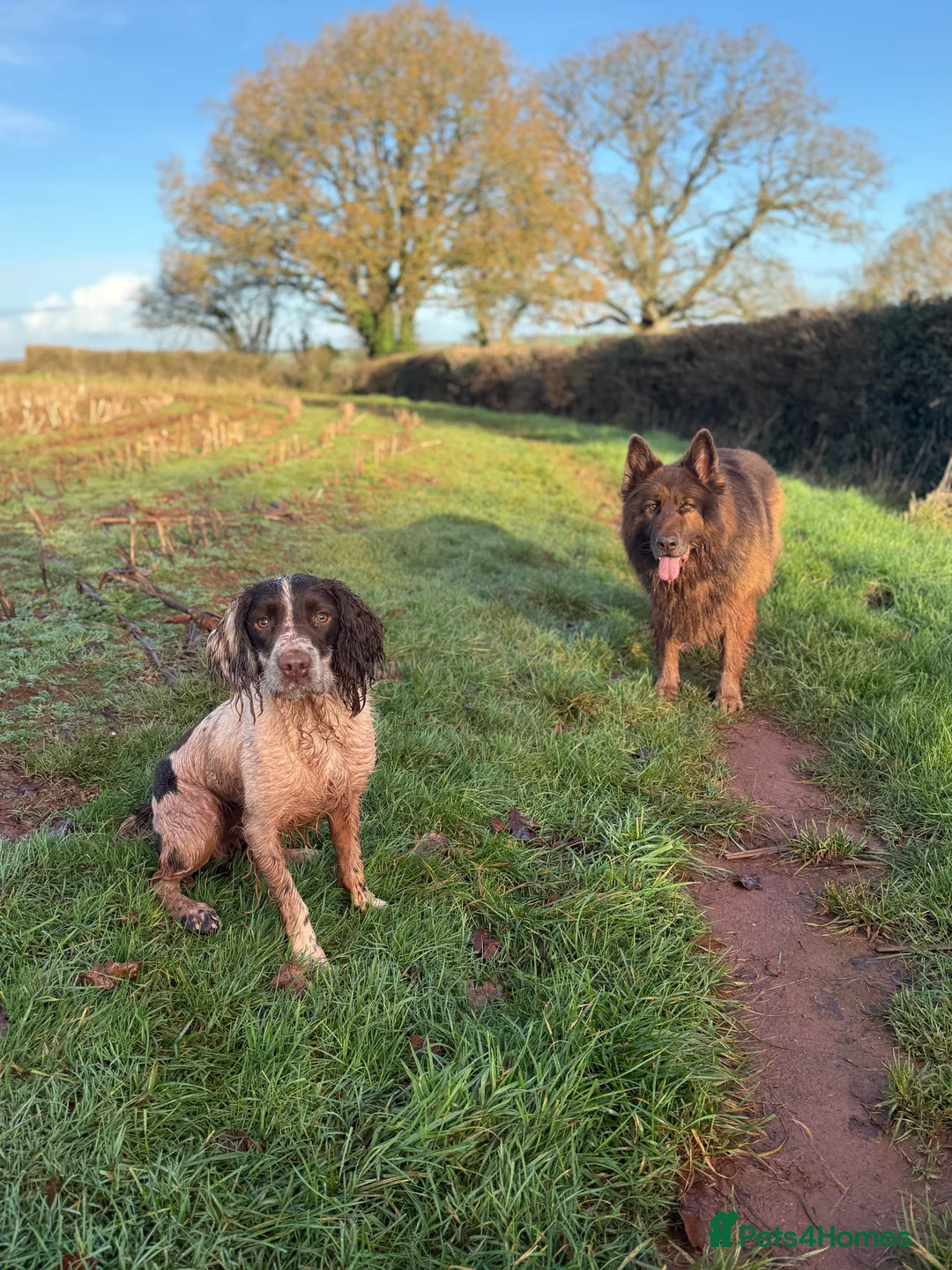English Springer Spaniel dogs for sale: Bandit - Advert 3