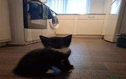 Mixed Breed cats for sale: seven funny kittens - Image 6