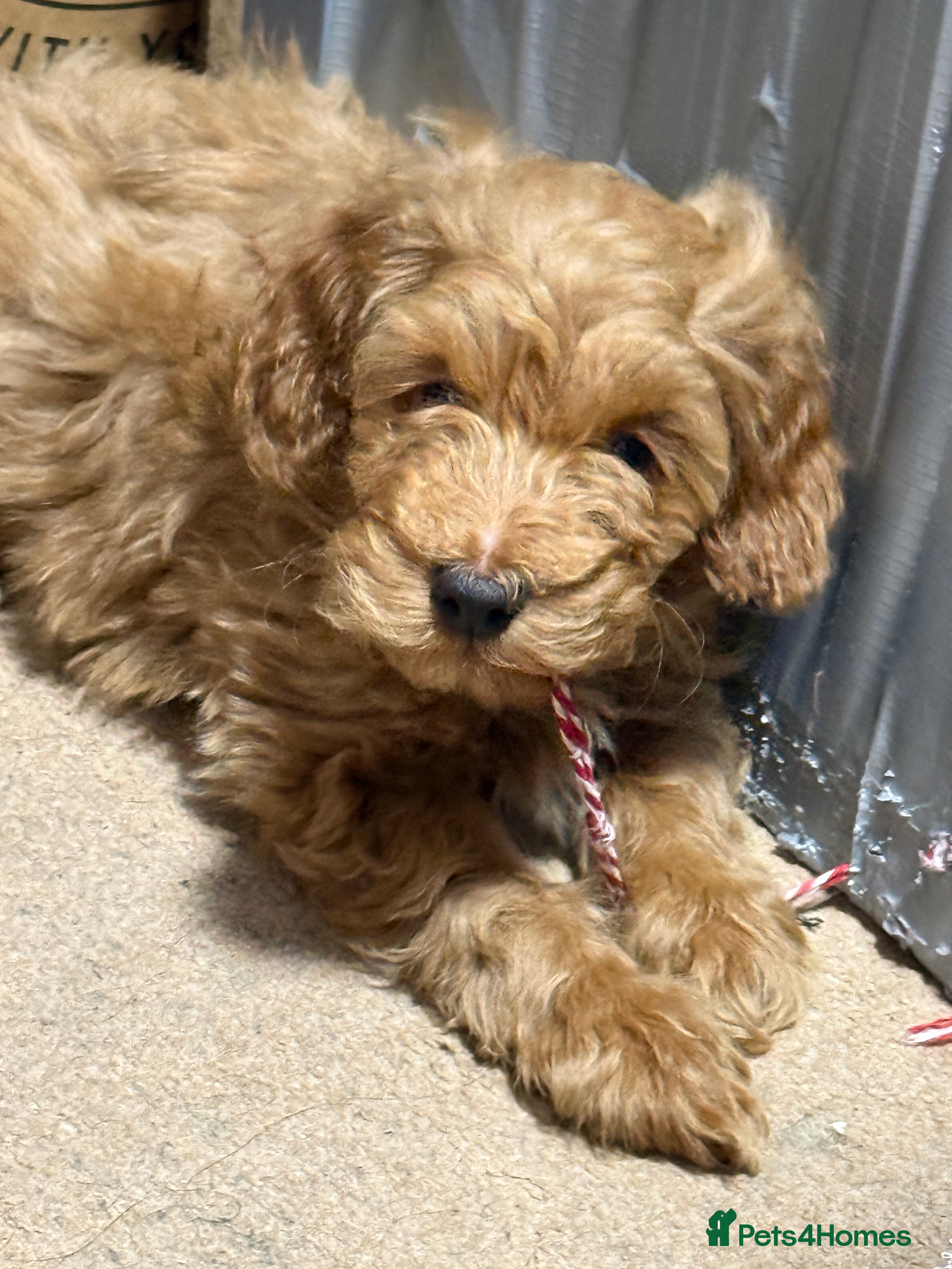 Cockapoo dogs Toy Poodle x Cockapoo Puppies - Last Puppy - Advert 1